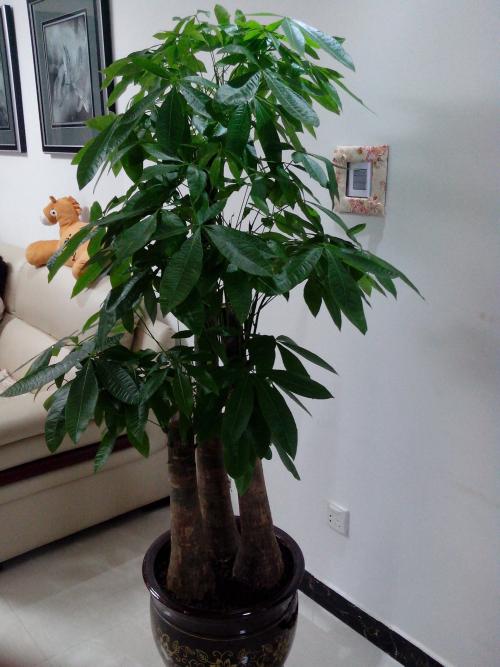 如何用绿色植物营造家居好风水