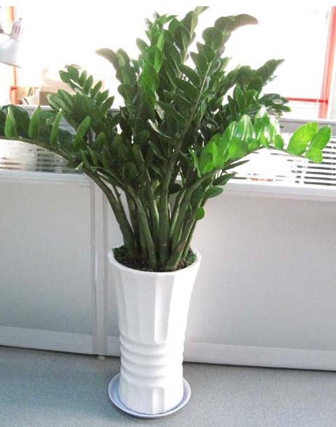 店铺旺财植物