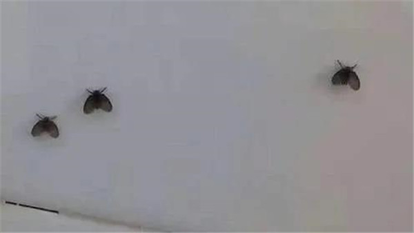 解决卫生间异味和小飞虫