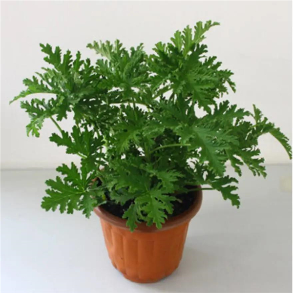 家居降温指南.jpg