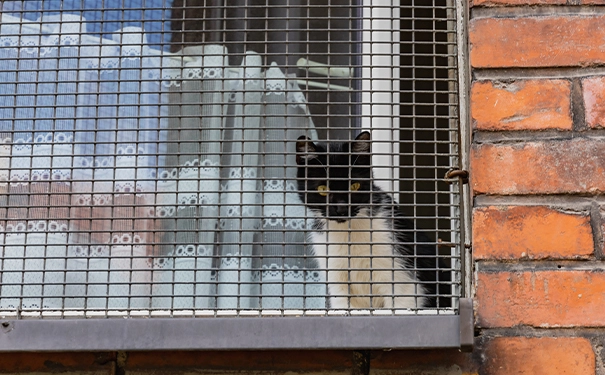 怎么给猫阳台安装隔离网